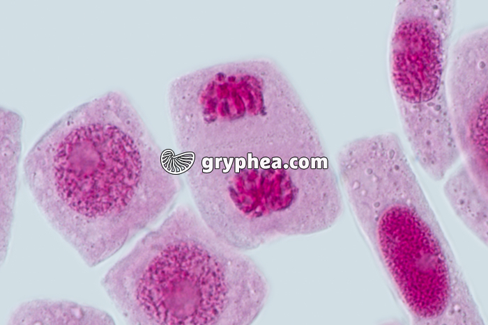Mitose racine d'Ail TELOPHASE x640 - gryphea.com